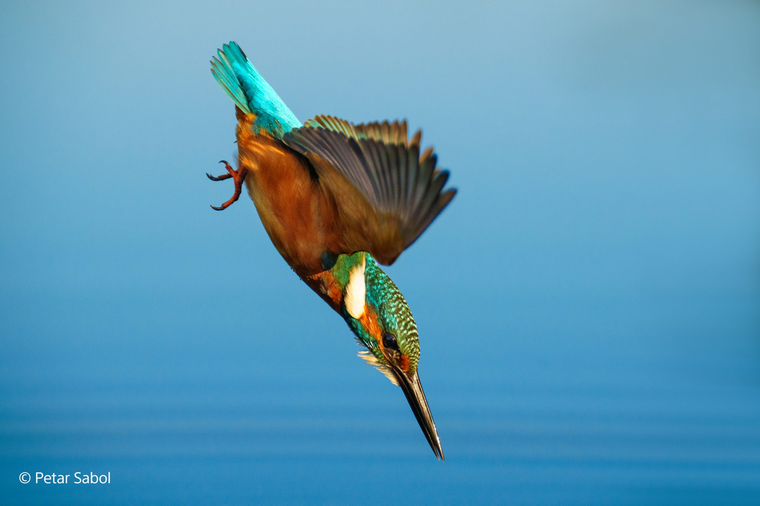 1634301982 Petar Sabol2 scaled