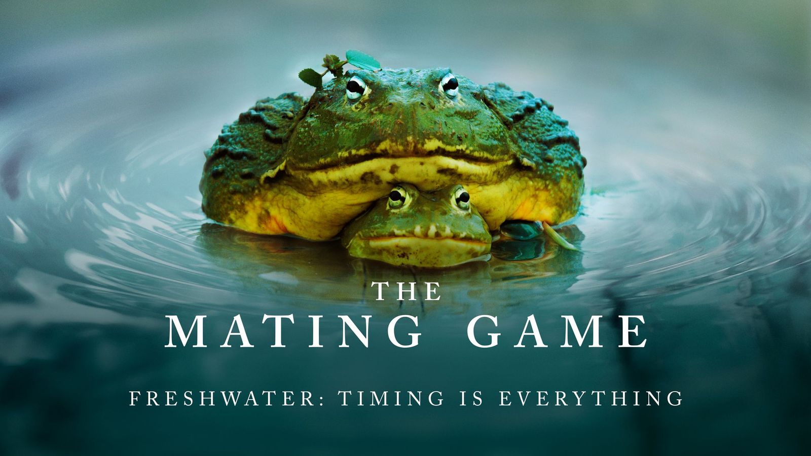 1636111165 BBC Earth The Mating Game 2