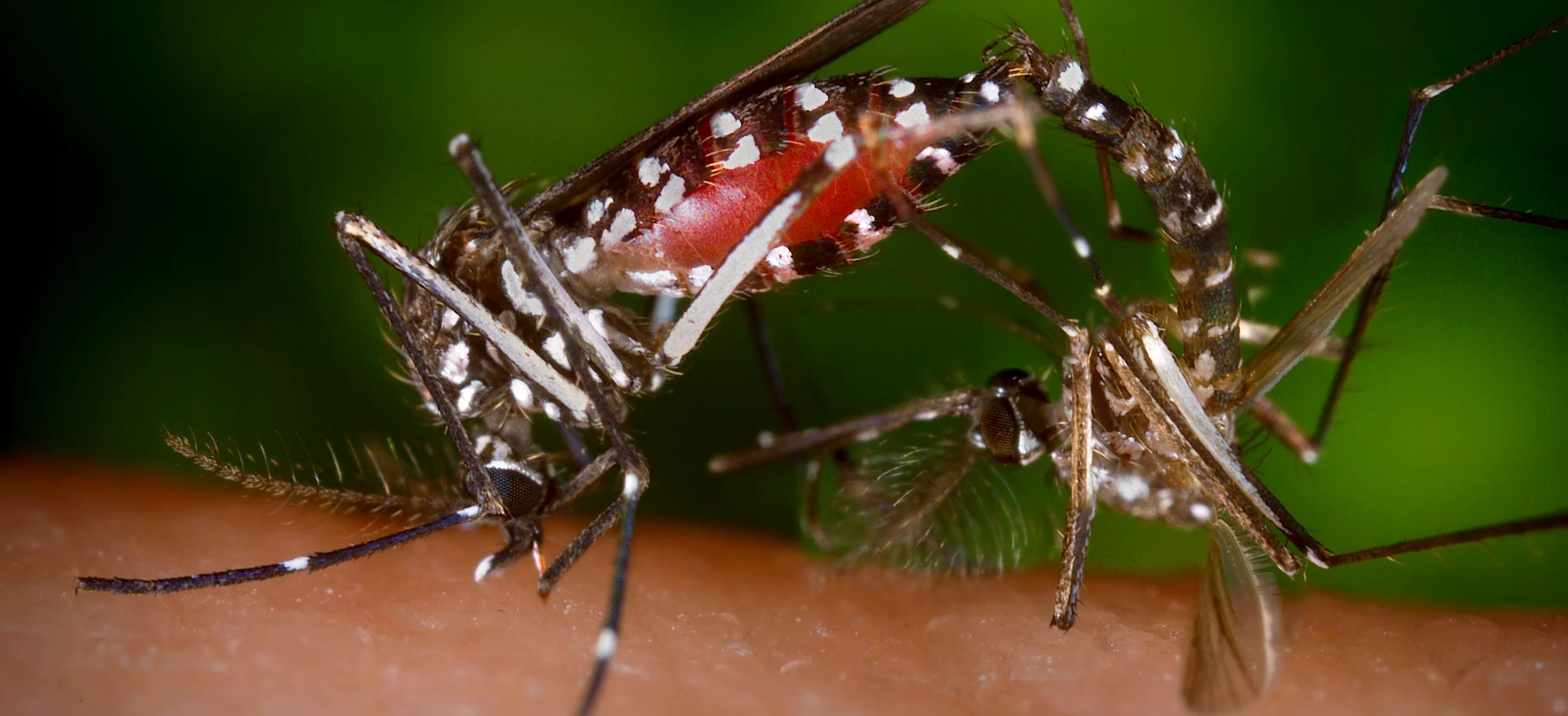 AEDES sivrisinekleri İstanbul'da dehşet saçtı