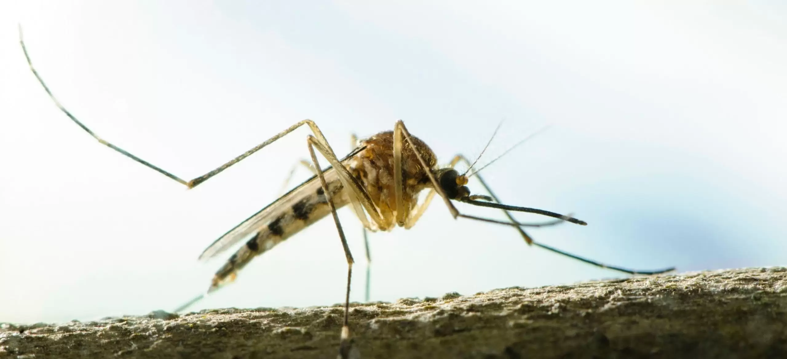 AEDES sivrisinekleri İstanbul’da dehşet saçtı