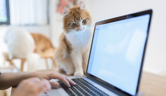 homeoffice-cat