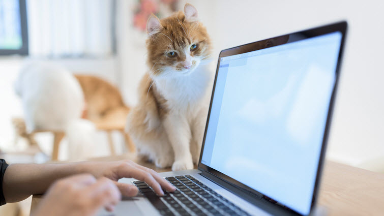 homeoffice-cat