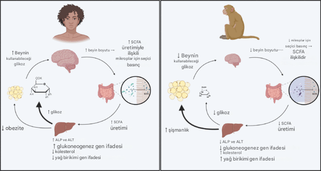 bagirsaklar beynimizi buyuttu2