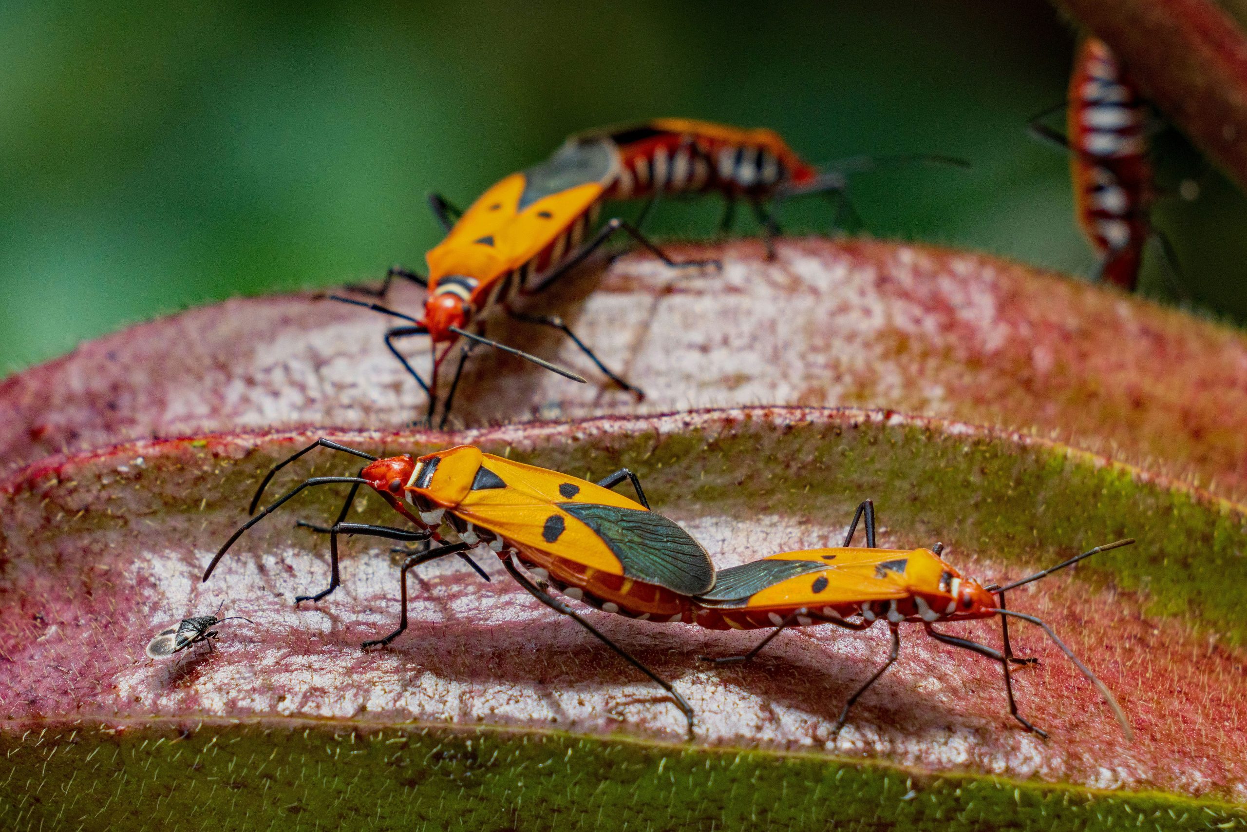 bocekler-kisin-oluyor-mu