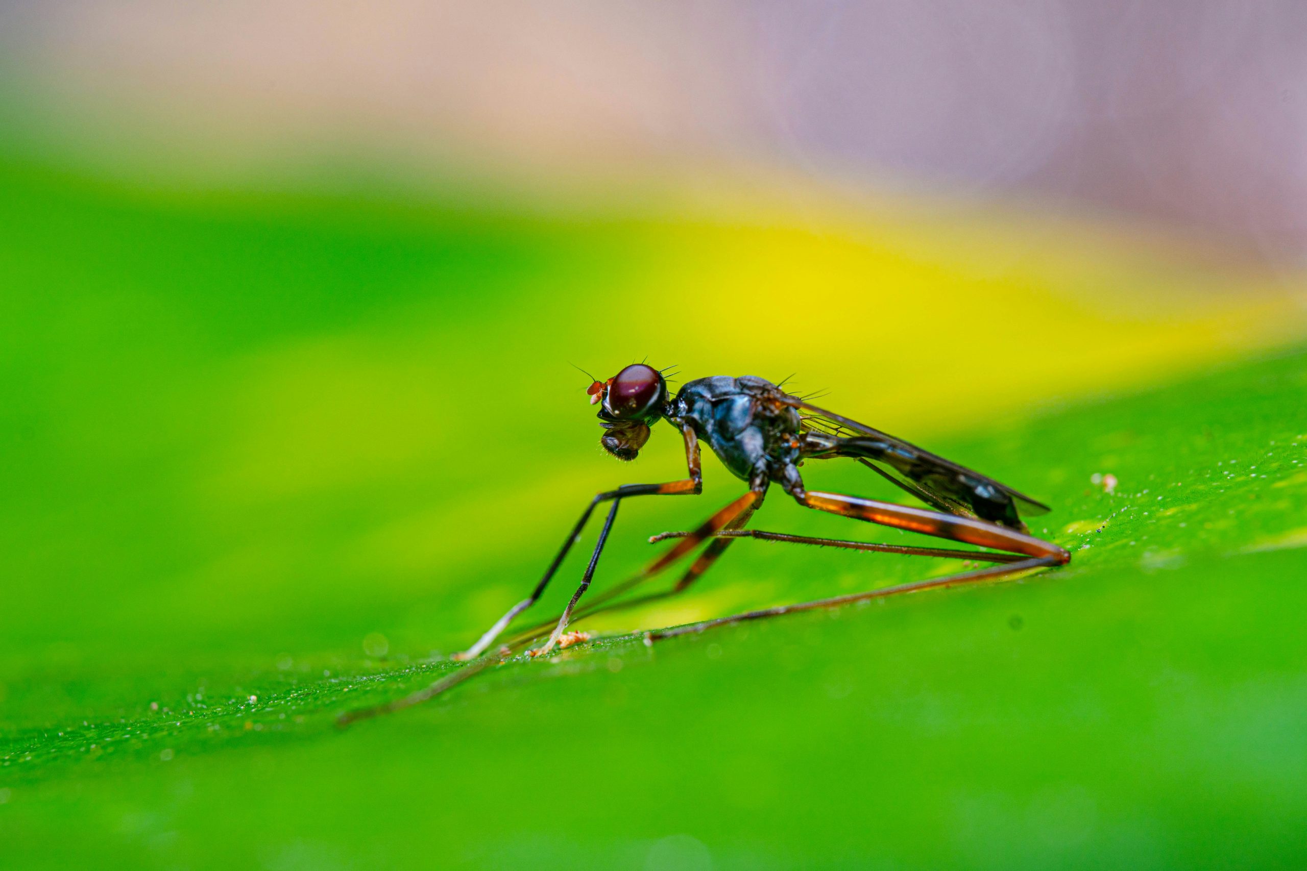 bocekler kisin oluyor mu2 scaled