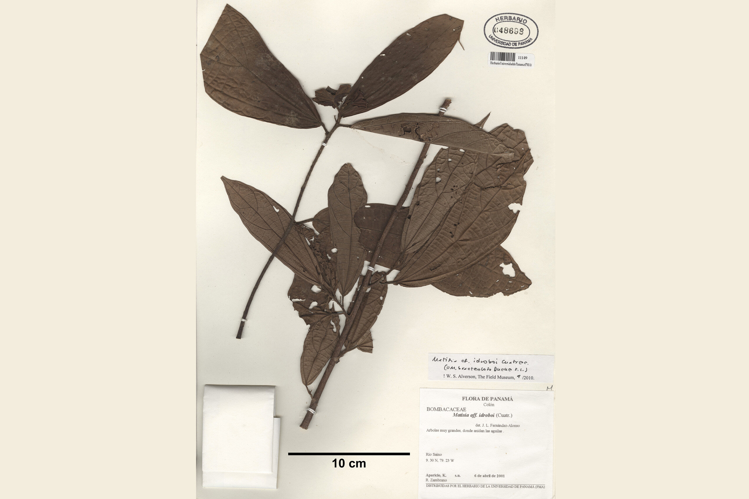 yeni agac turu kesfedildi2