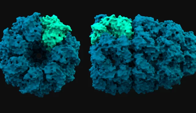 MIT Araştırmacıları, Proteinlerin Hücre İçinde Nereye Gideceğini Tahmin Eden Yapay Zekâ Modeli Geliştirdi