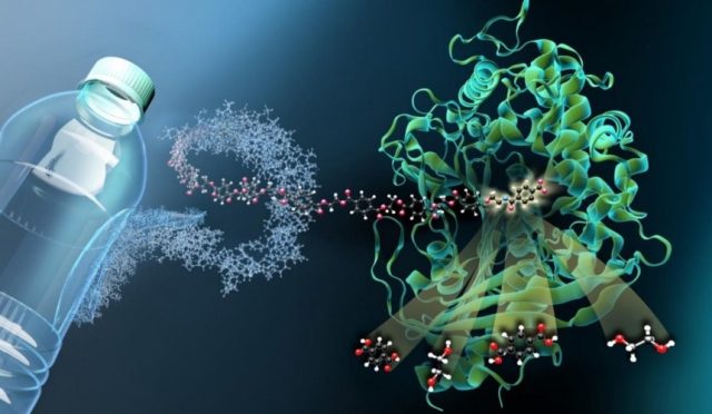 plastic-eating-bacteria-cover-Cropped