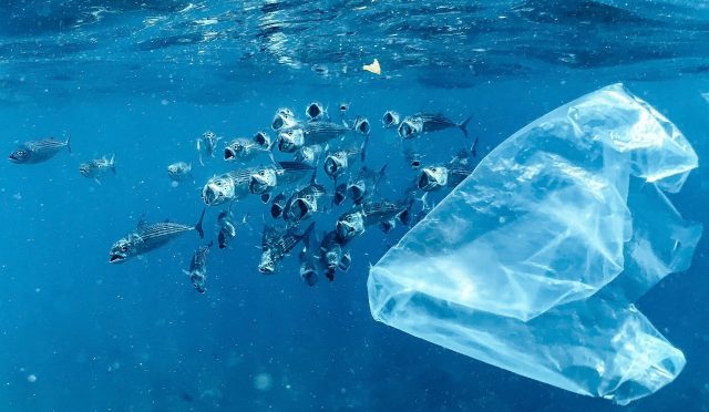 mikroplastik-iceren-besinler