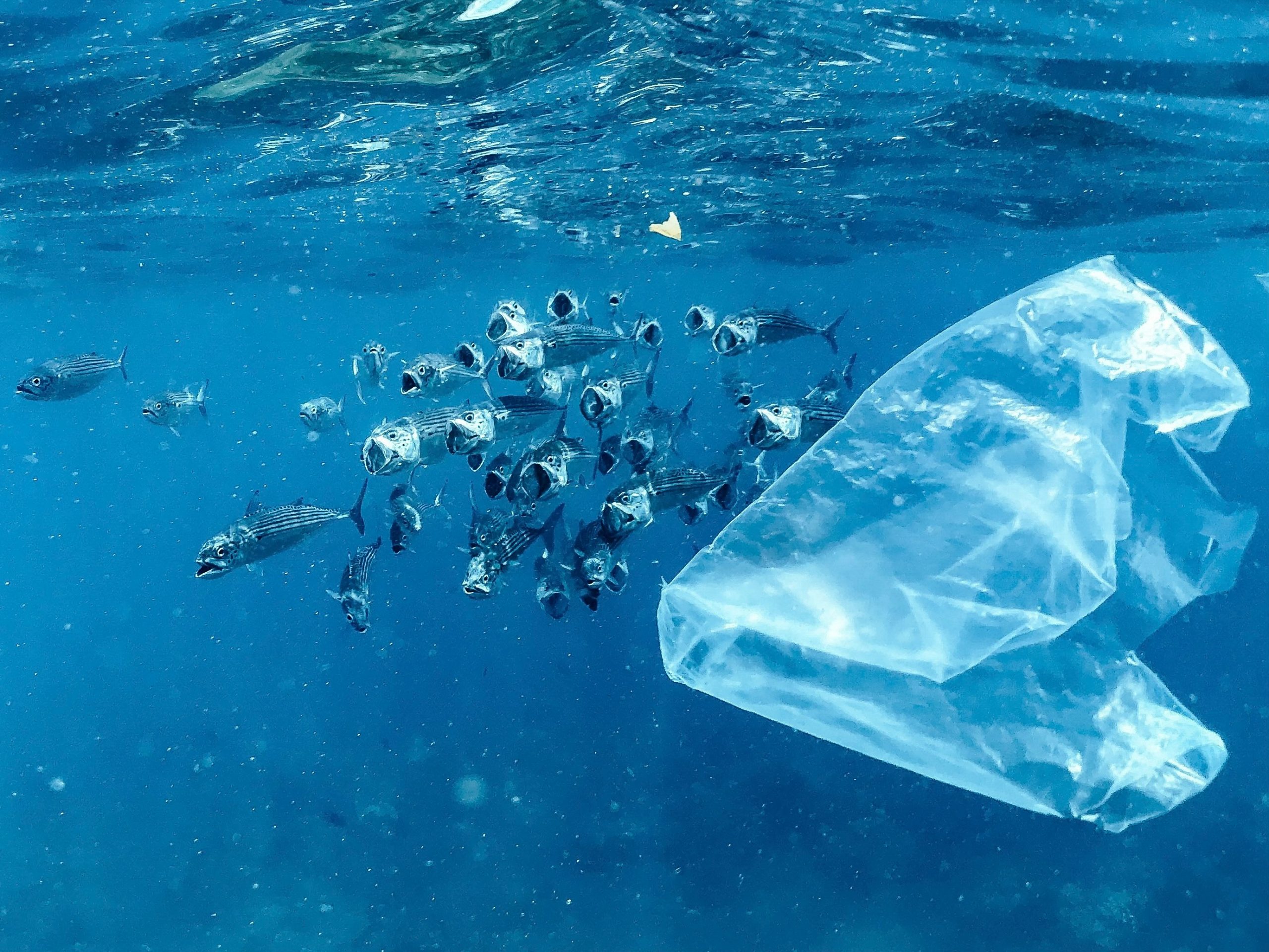 mikroplastik-iceren-besinler