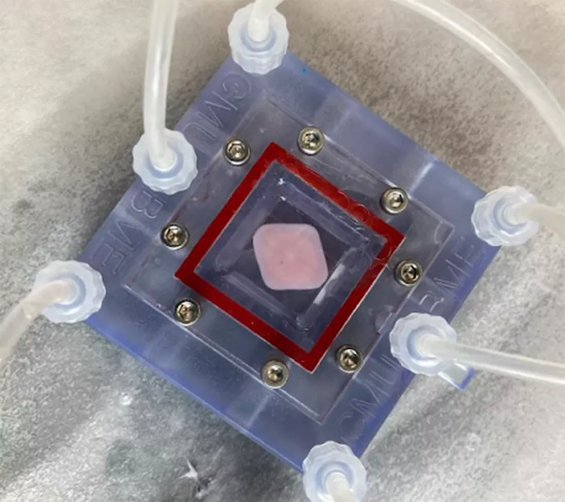 3d karaciger basildi