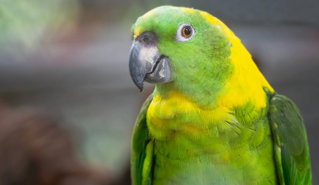 yellow-naped-amazon-parrot